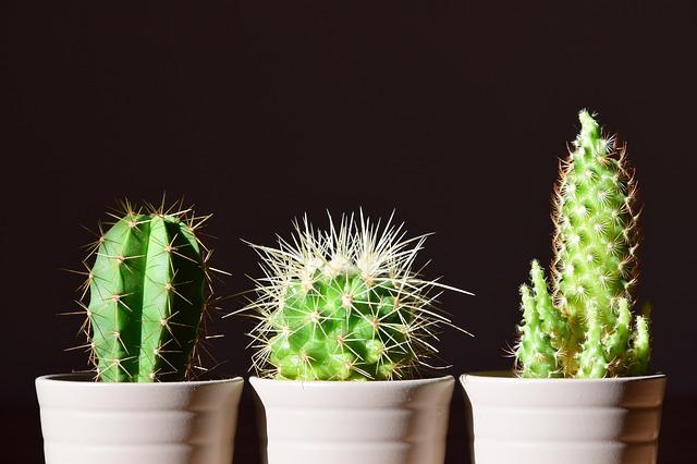 Three cacti against a dark background