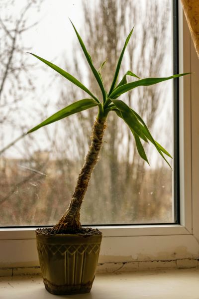 Dracaena AKA Dragon Plant