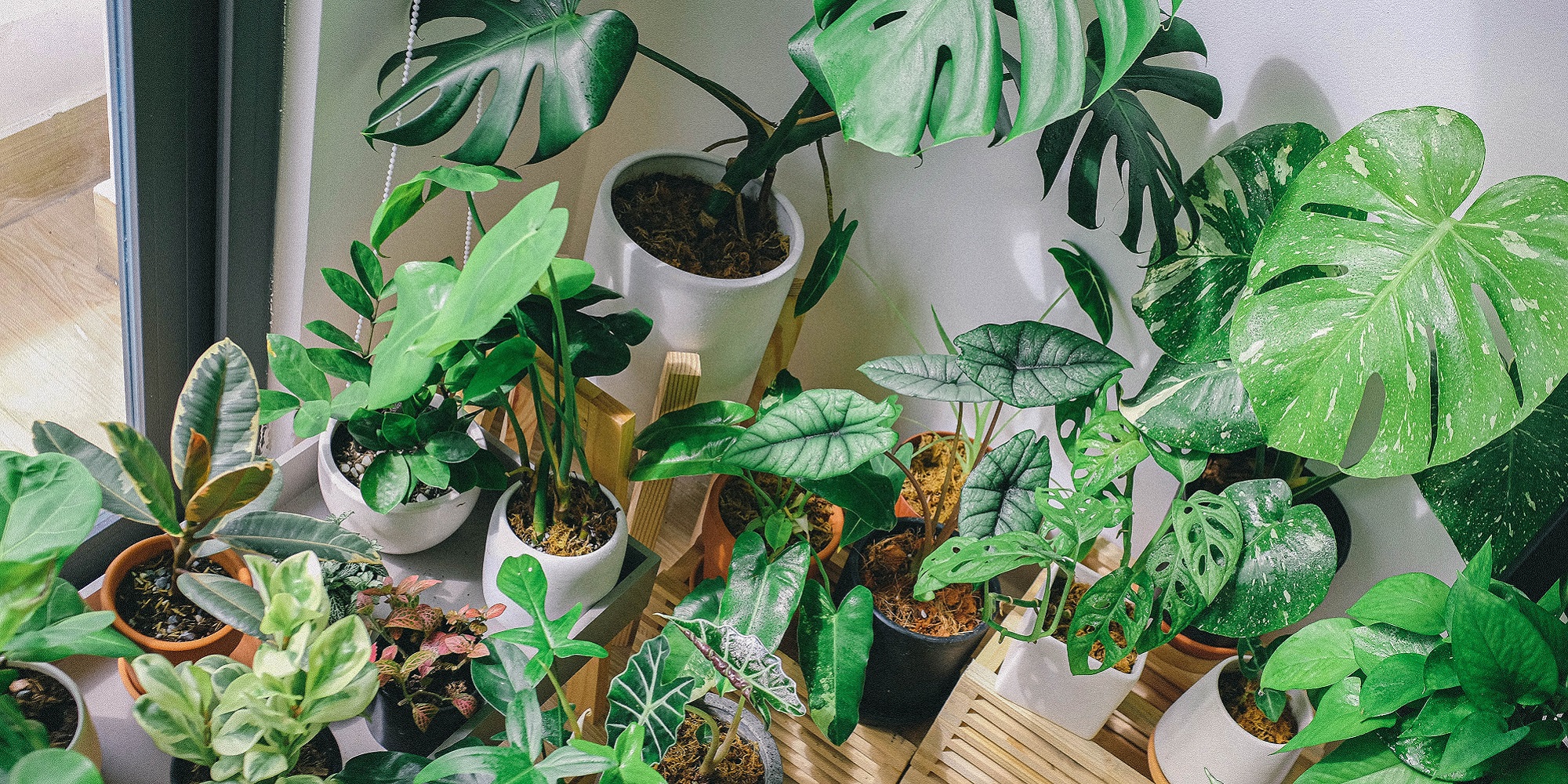A room full of luscious house plants