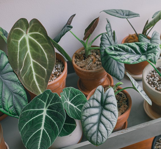 luscious house plants